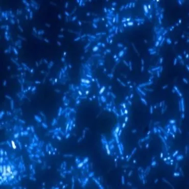 thumbnail for publication: Ayude a su sistema digestivo: entendiendo la microbiota y los prebióticos